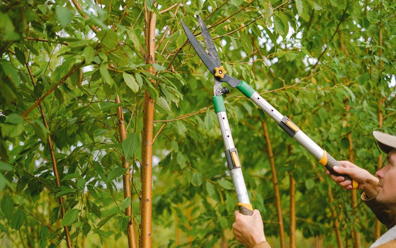 Tree trimming in Mansura, LA